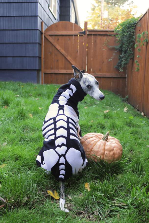 Whippet Dog Skeleton Halloween Costume